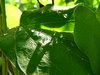 Droplets 1