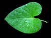Heart Shaped Leaf
