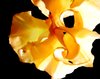 Datura Lights