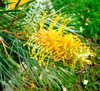 Moonlight Grevillea