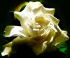 Morning Sun on Gardenia