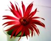 Red Flower in Vase