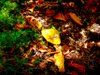 Secret Garden 2