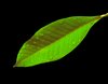 Green Leaf