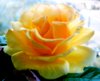 Big Yellow Rose 1