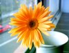 Happiness - Gerbera 1
