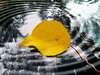 Leaf Afloat