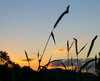 Sunset Silhouettes 1