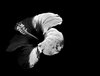 Red Hibiscus 2 - Duotone