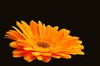 Gerbera Daisy Orange 2