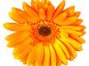 Gerbera Daisy Orange 4