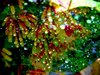 Abstract - Water Jewels