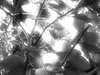 Magical Light Through Foliage