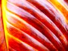 Colourful Leaf Texture