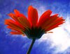 Red Gerbera - Underside