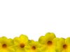 Floral Border 1