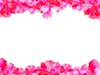 Floral Border 5