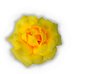 Rose 3