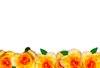 Floral Border  16