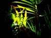 Light