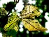 Lacy Leaves