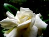 Gardenia in Soft Light