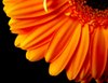 Gerbera Daisy Quarter - Orange