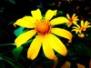 Mexican Sunflower