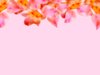 Floral Border 27