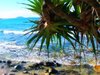 Tropical