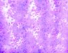 Purple Textile