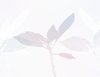 Leafy Background