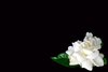 Gardenia on Black
