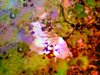 Hearts and Flowers 1