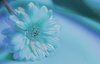 Chrysanthemum 1