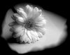 Chrysanthemum 5