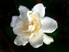 Gardenia on Black 1