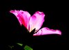 Bauhinia - Sheer Beauty