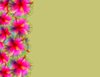 Hibiscus Border 3