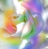 Rainbow Gardenia