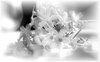 Flowers 2