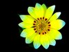Flowers 4