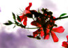 Romance 5
