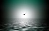 Birds over Water 2