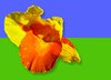 Canna - Colours of Summer 1