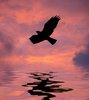 Flight Over Water 2