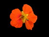 Nasturtiums 5