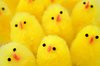 Easter Chicks
