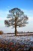 Winter Tree