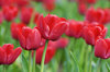 Red tulips